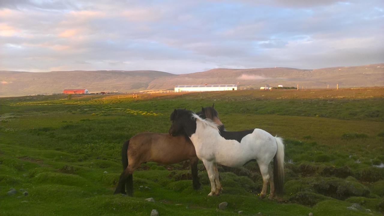 Glaesibaer 2 Guesthouse And Horsefarm Akureyri Exterior foto